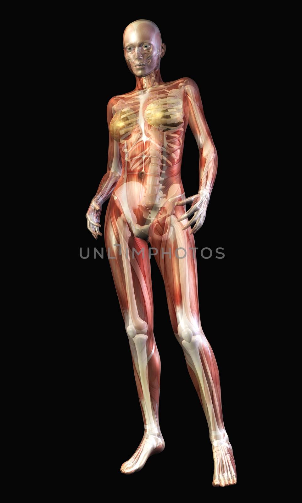 Digital Illustration of the human Anatomy