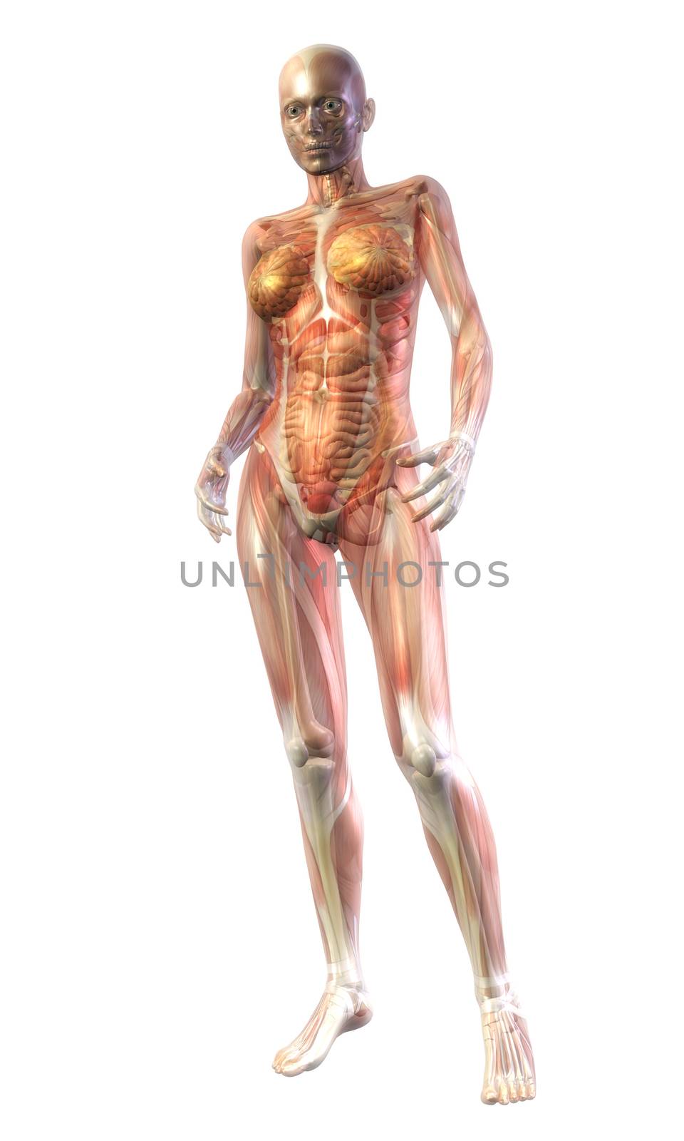 Digital Illustration of the human Anatomy
