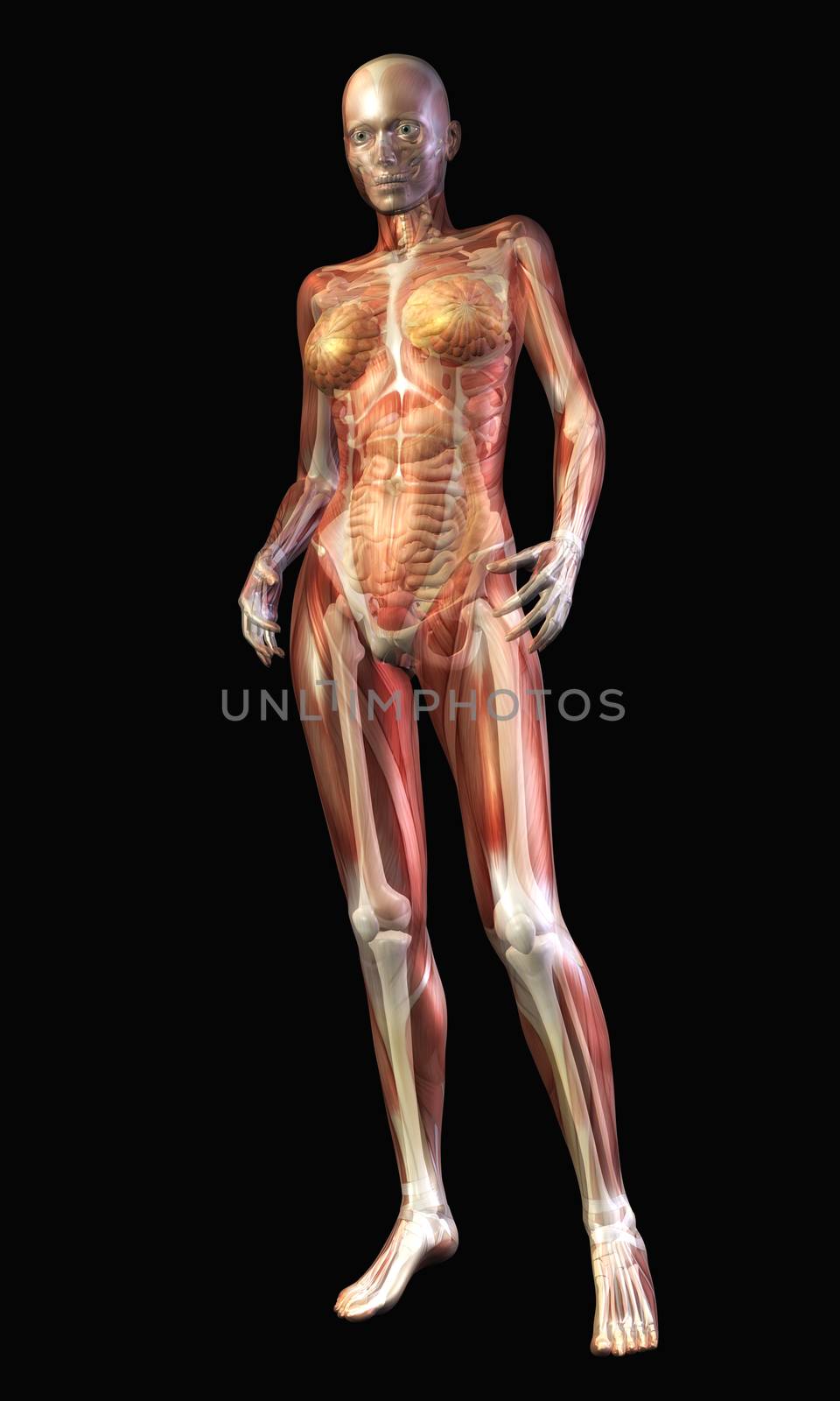 Digital Illustration of the human Anatomy