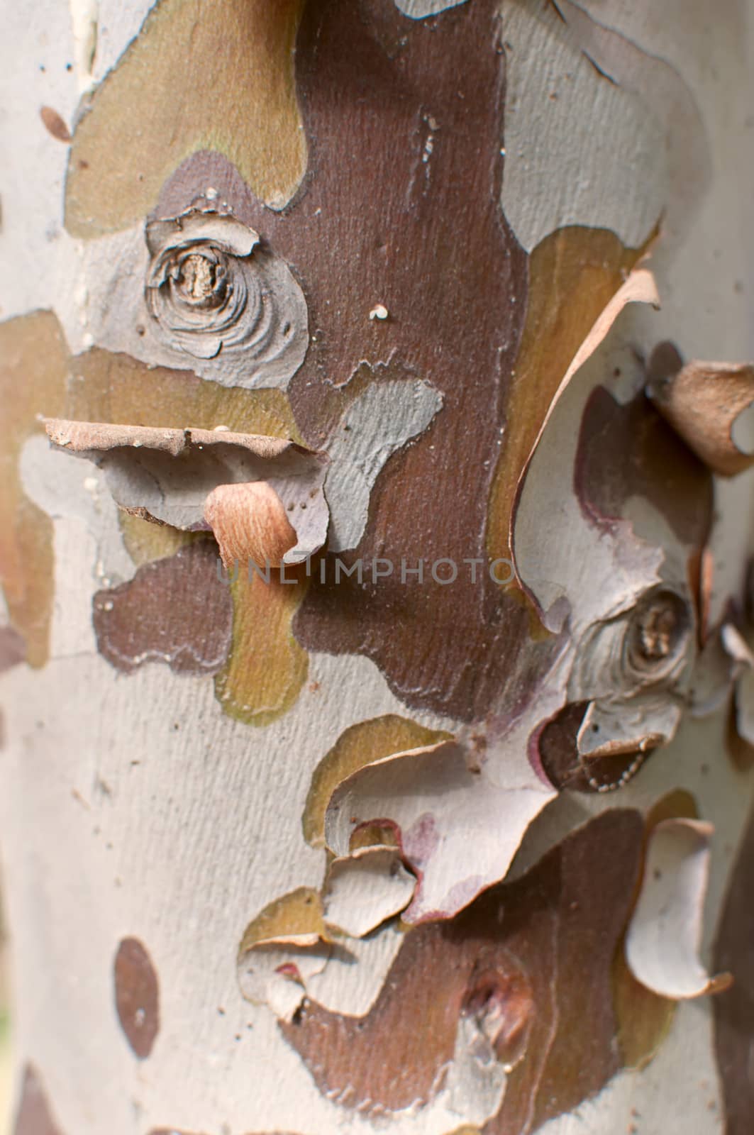 Abstract   background natural tree bark .