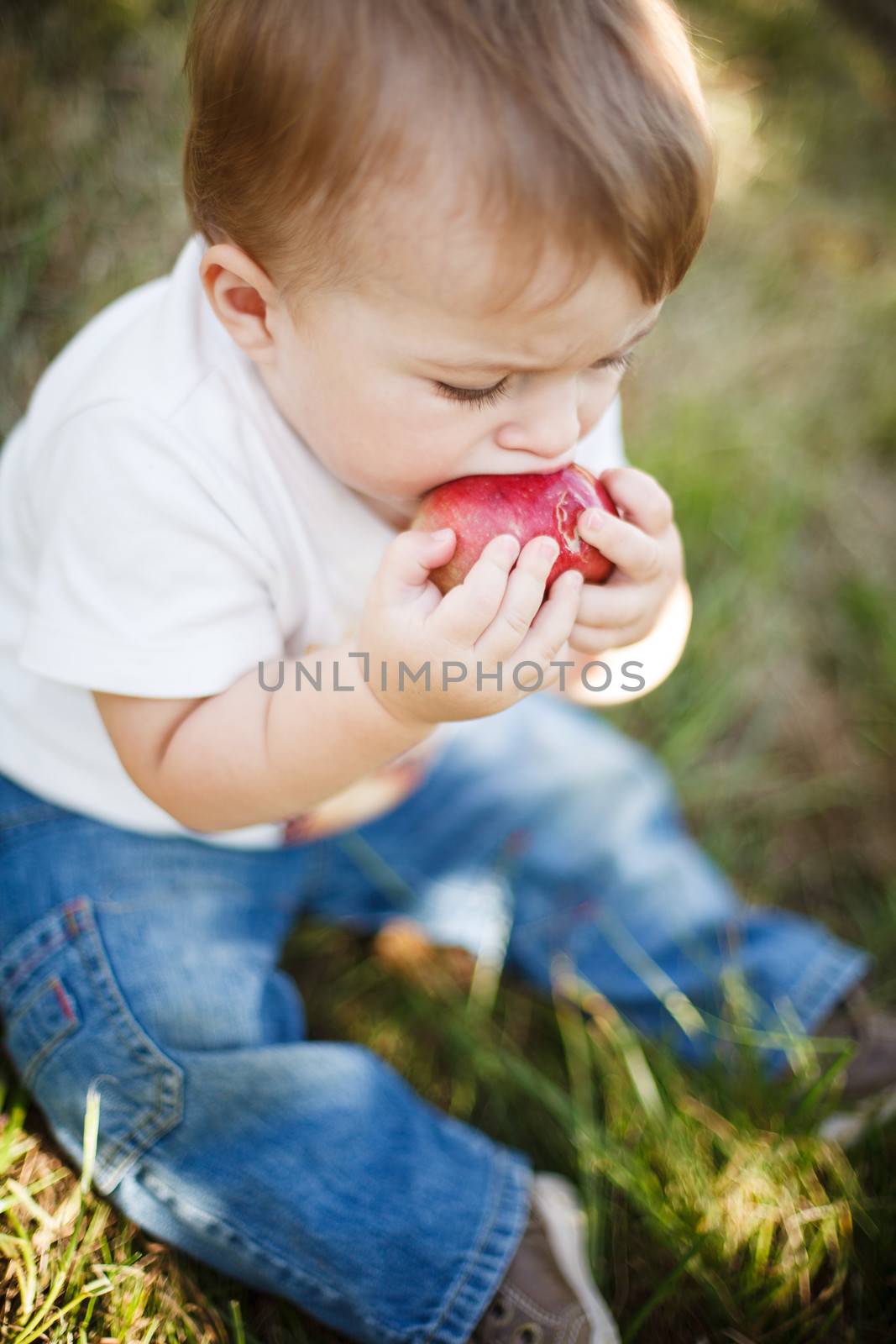 Baby boy eating an apple in an apple orchard