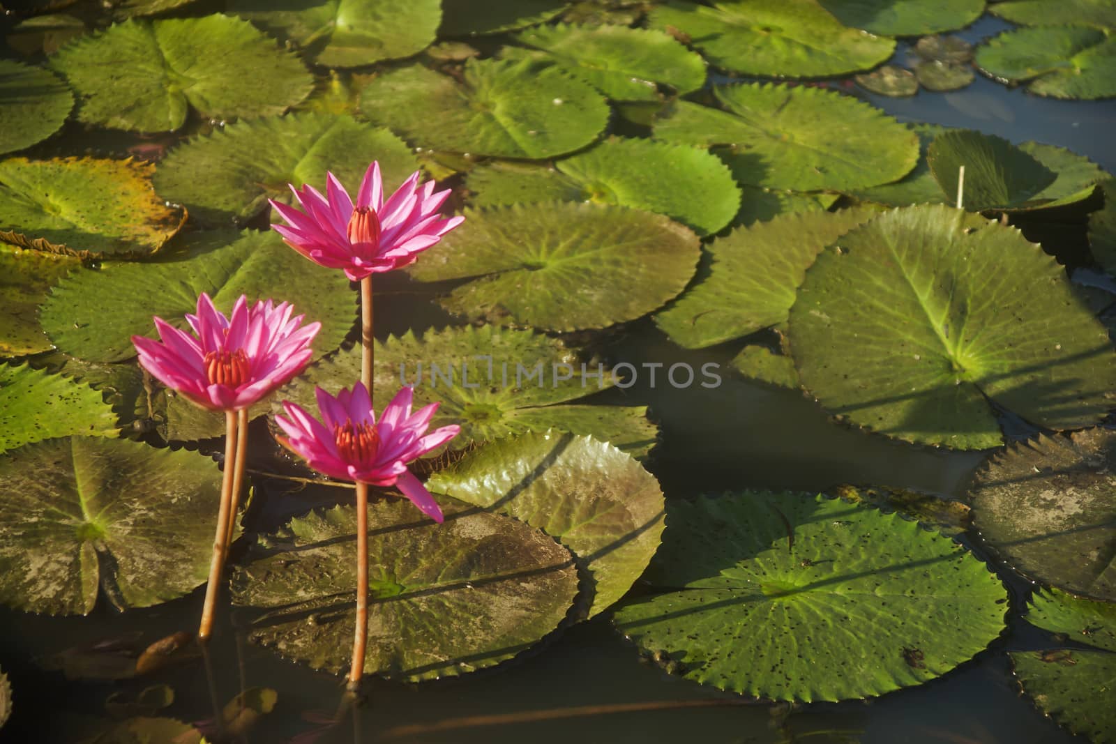Water lily by xfdly5