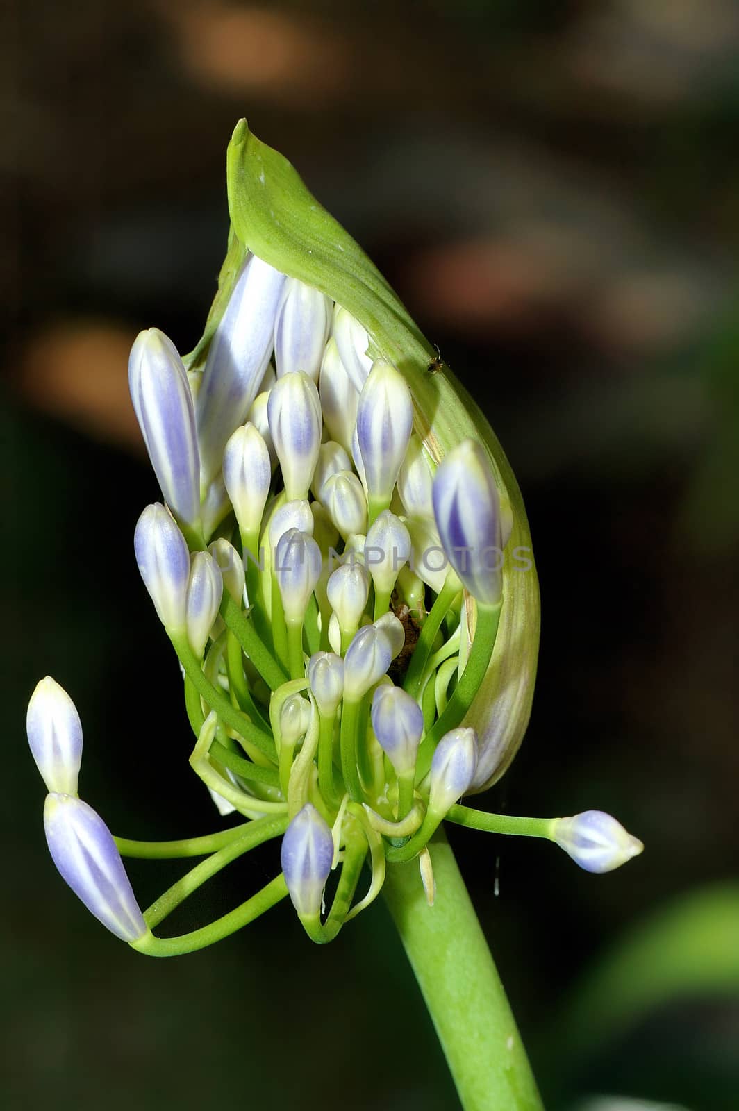 The bud of Agapanthus africanus flower opening