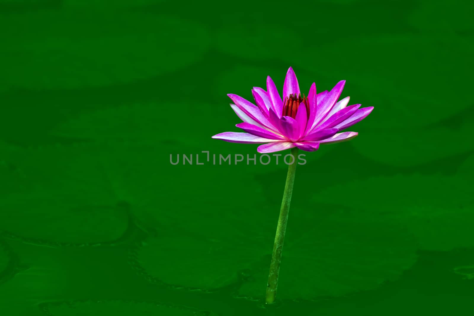Purple or white water lily flower closeup