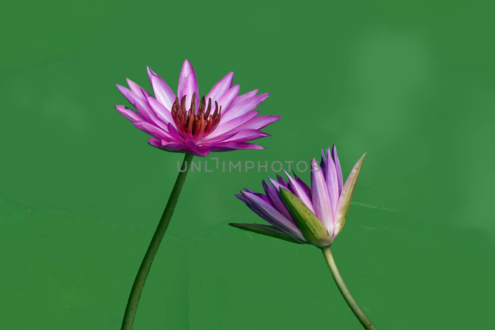 Purple or white water lily flower closeup