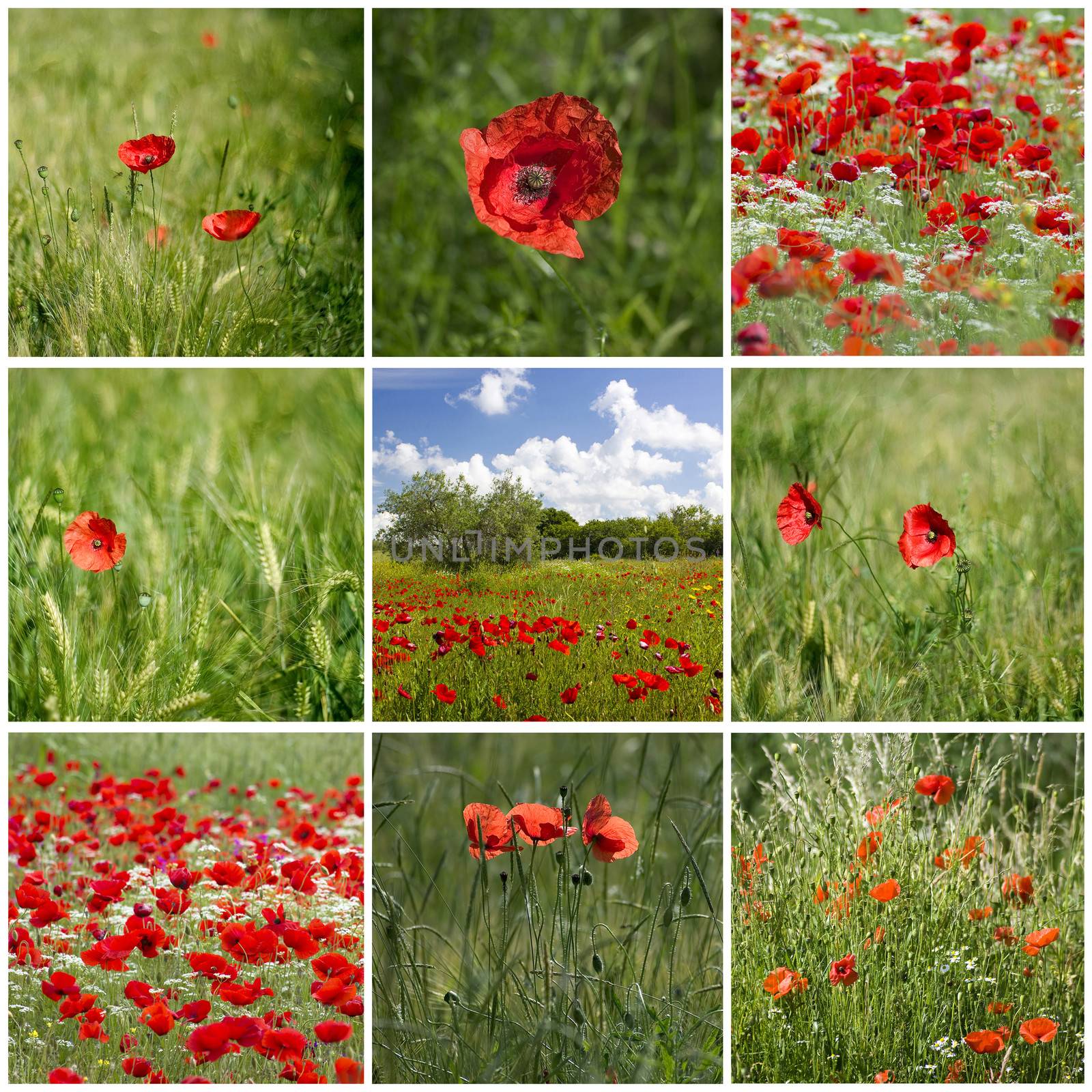 red poppies in Tuscany - collage