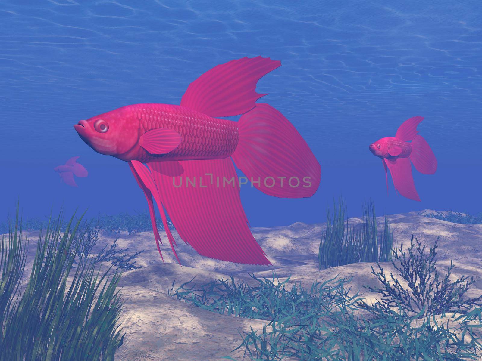 Red betta fishes underwater - 3D render by Elenaphotos21