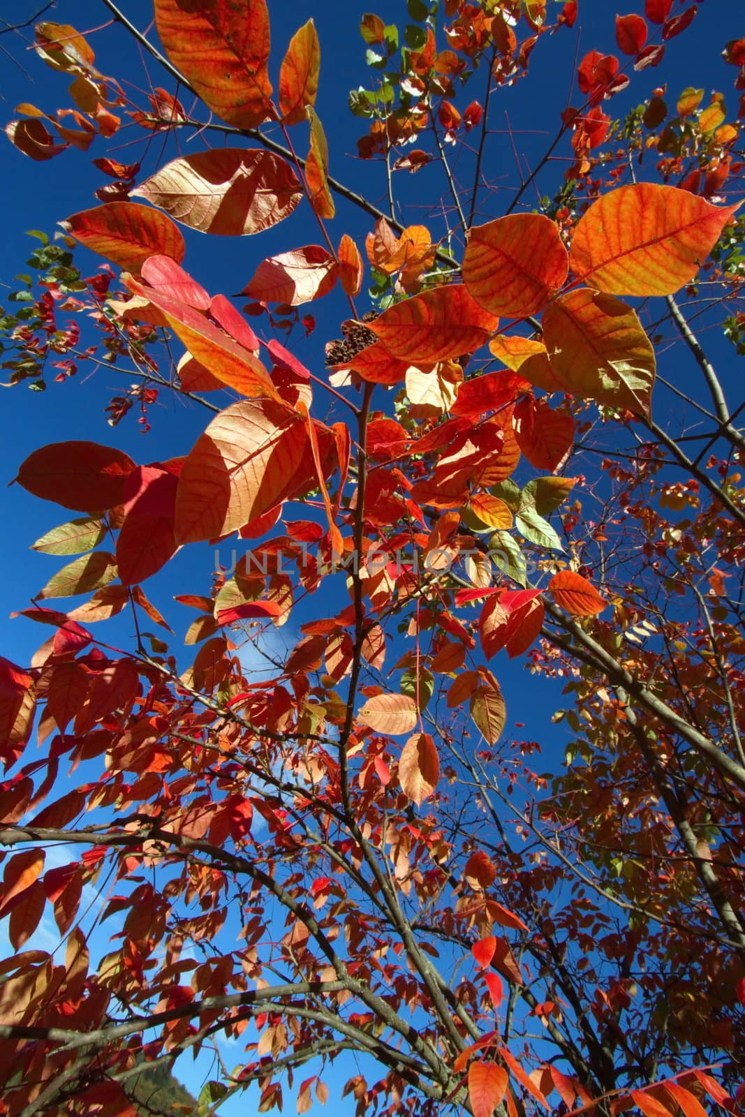 Autumn red oak leaves by Elenaphotos21