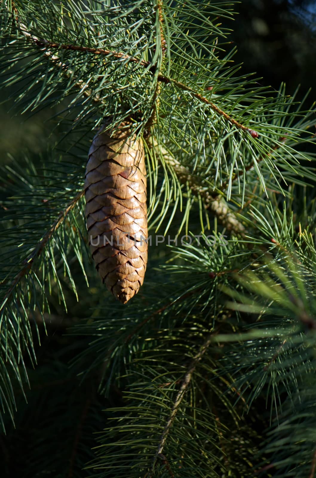 West himalayan or Morinda spruce (picea smithiana) close up on a cone