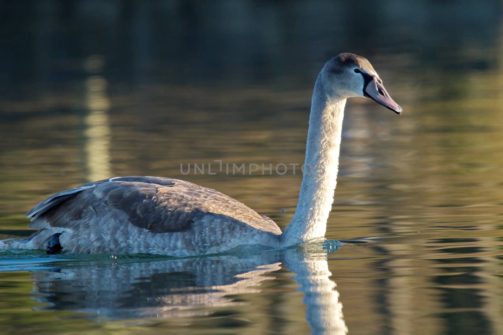 One young mute swan floating quietly on brown water