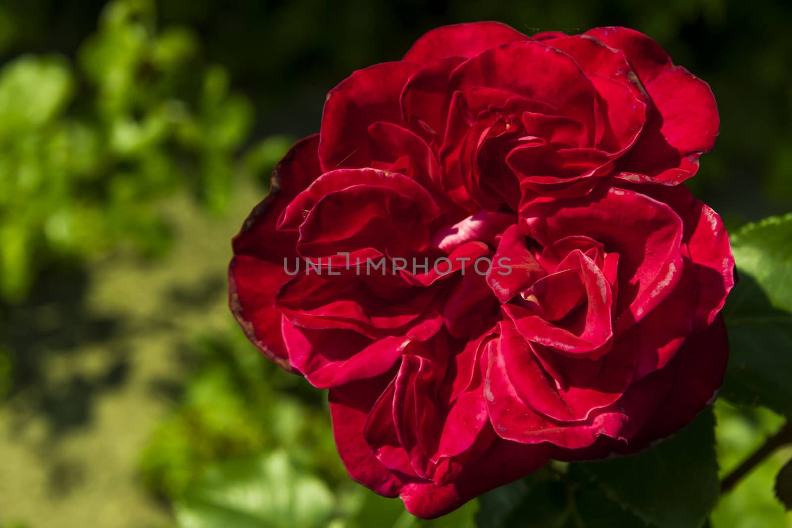 red rose by Tetyana