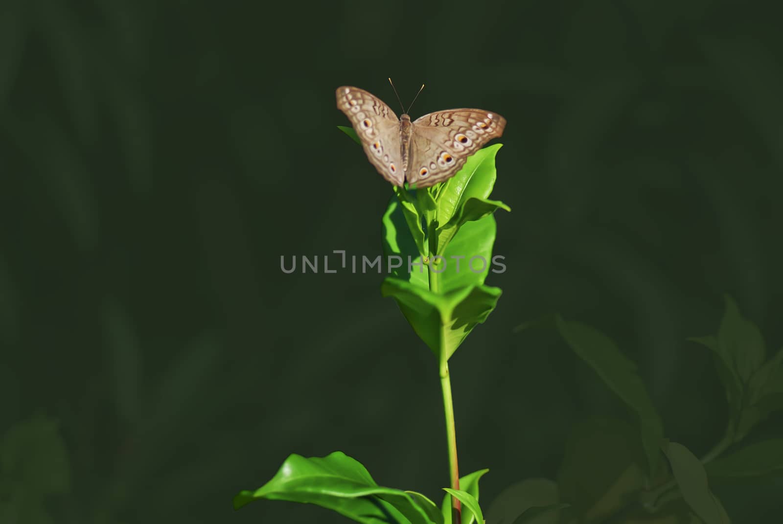 Butterfly rest in the grass  leaves