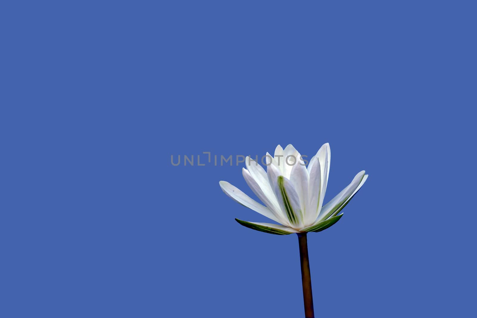 Purple or white water lily flower closeup