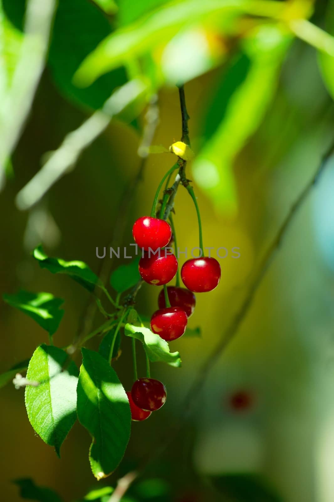 Fresh cherry closeup on a tree