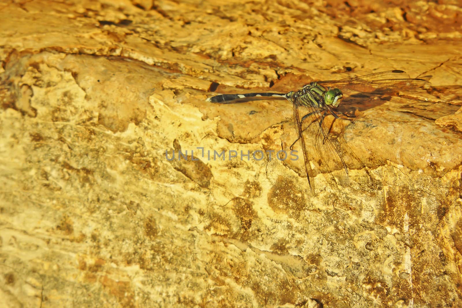 Dragonfly rest on the rocks