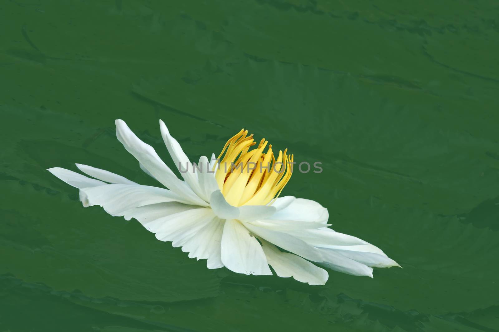 Water lily by xfdly5