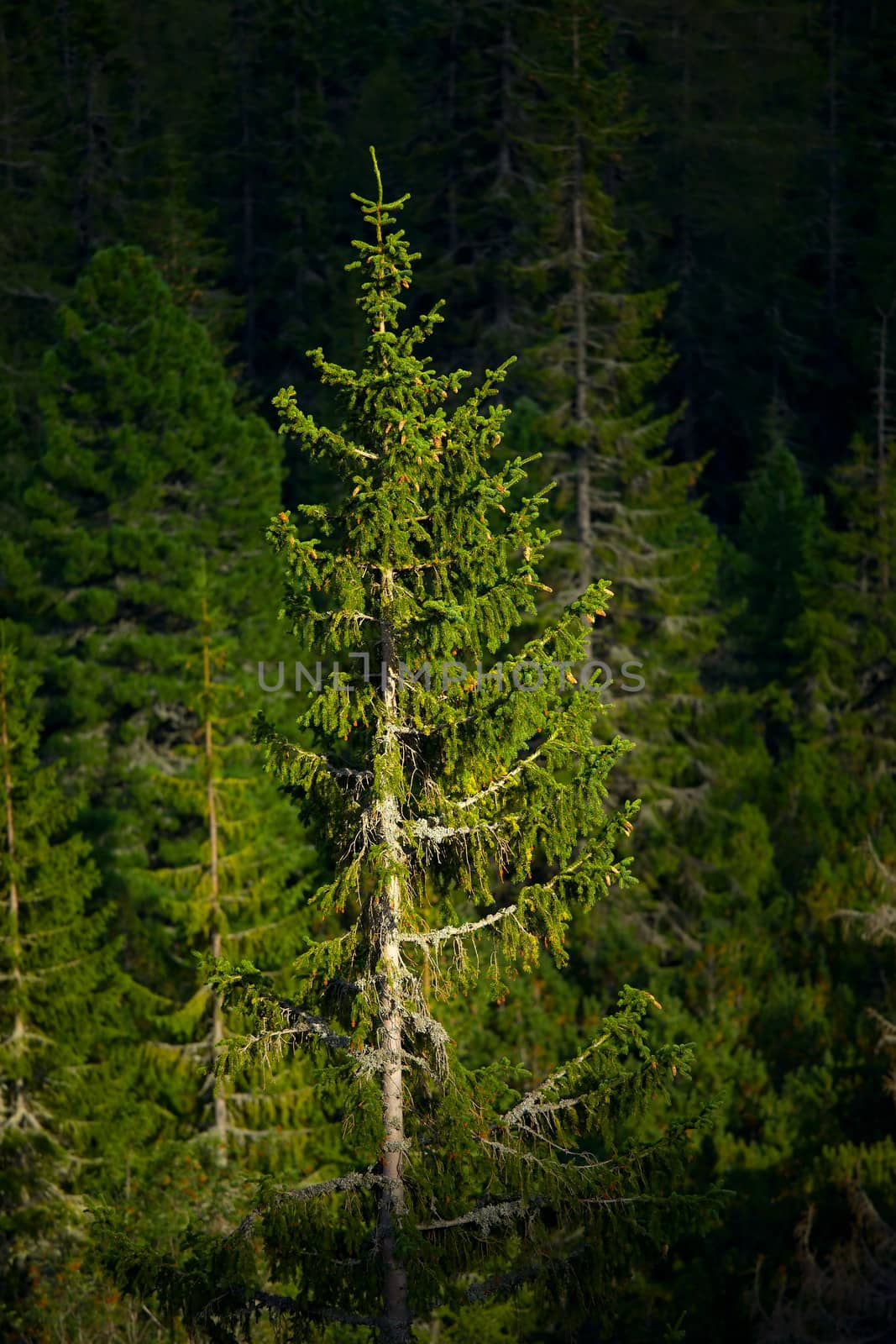 Tall pine tree in a deep forest