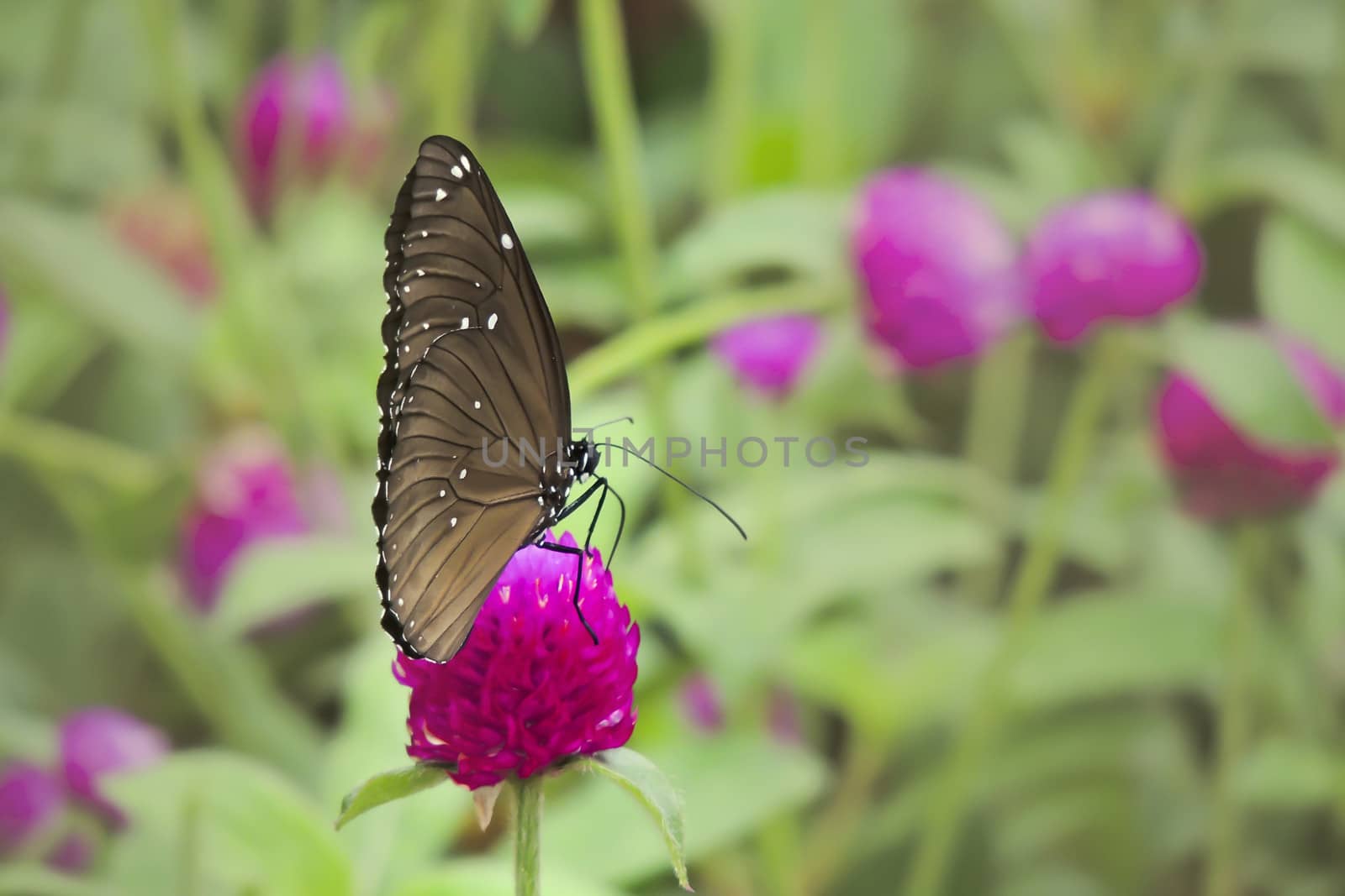 Butterfly rest in the grass  leaves