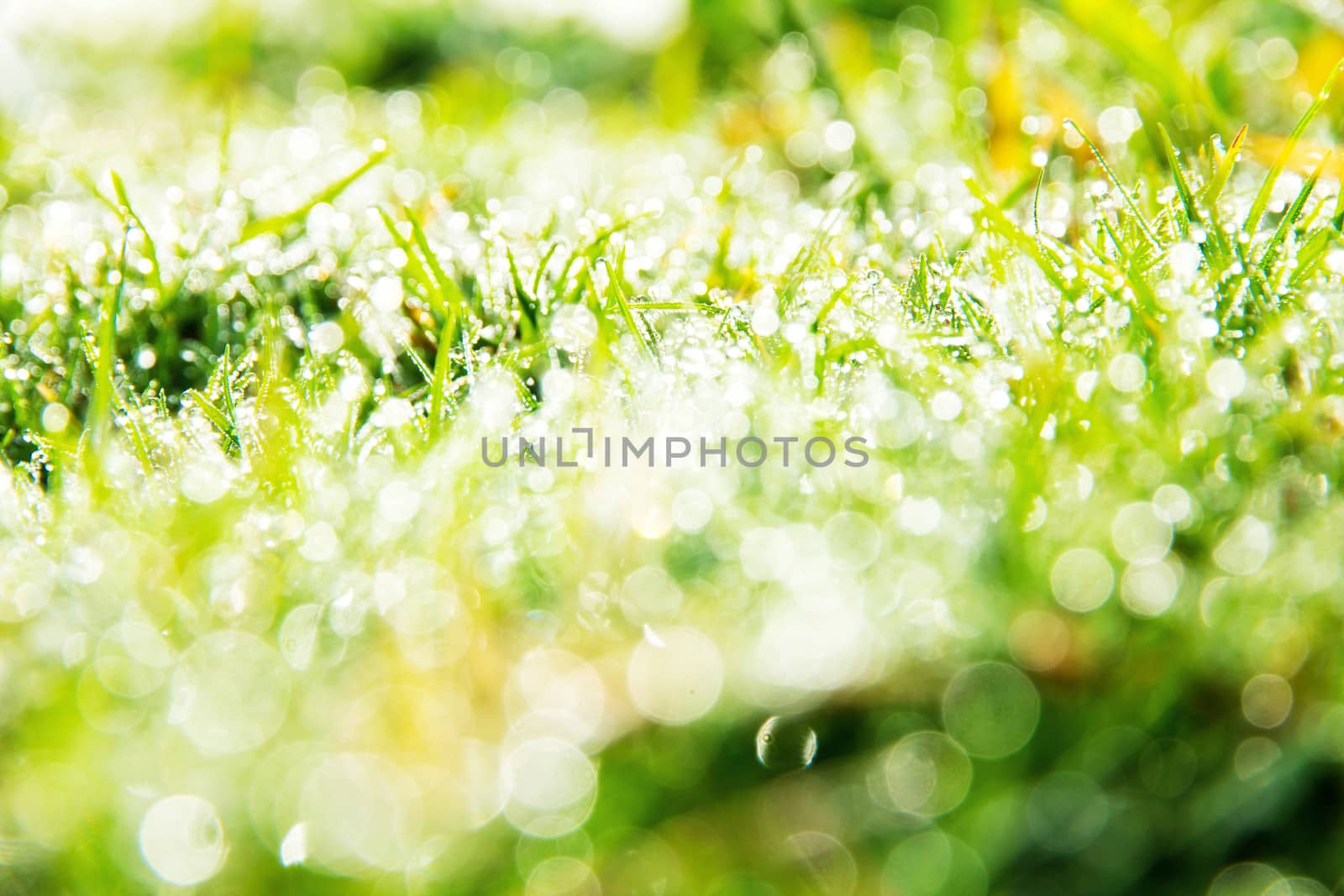 close up image of fresh spring green grass