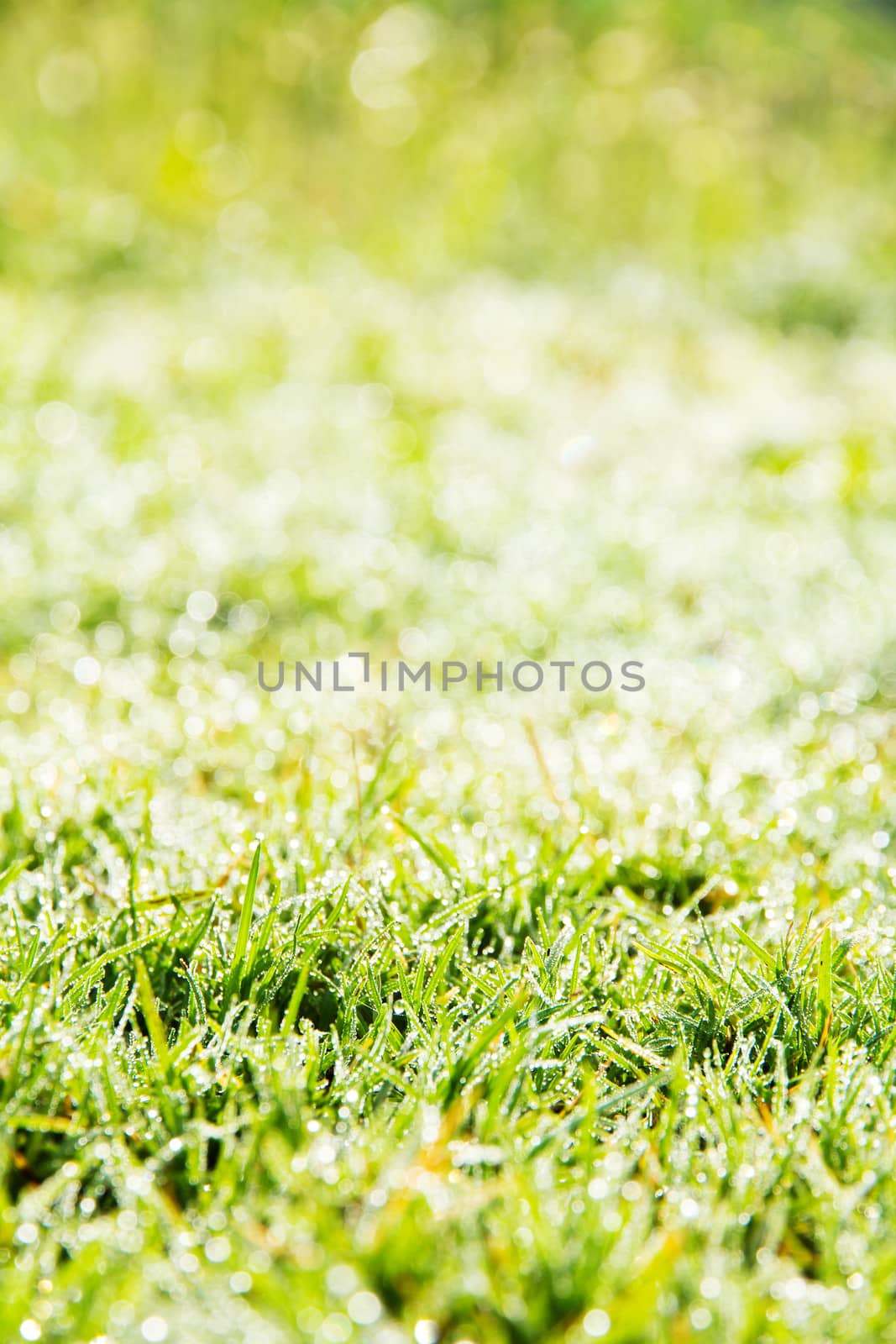 close up image of fresh spring green grass by ponsulak