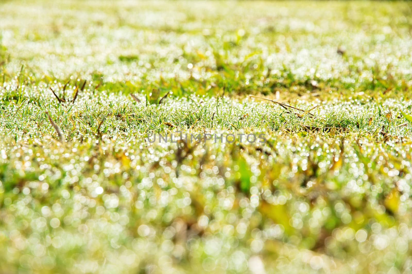 close up image of fresh spring green grass