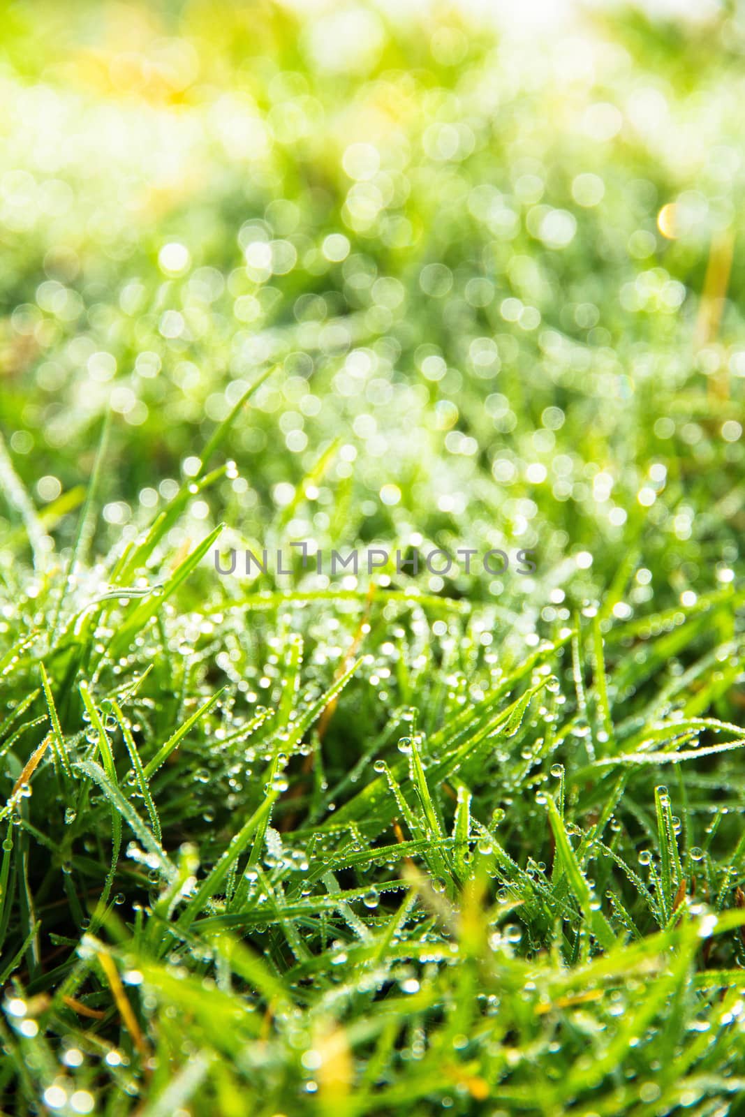 close up image of fresh spring green grass