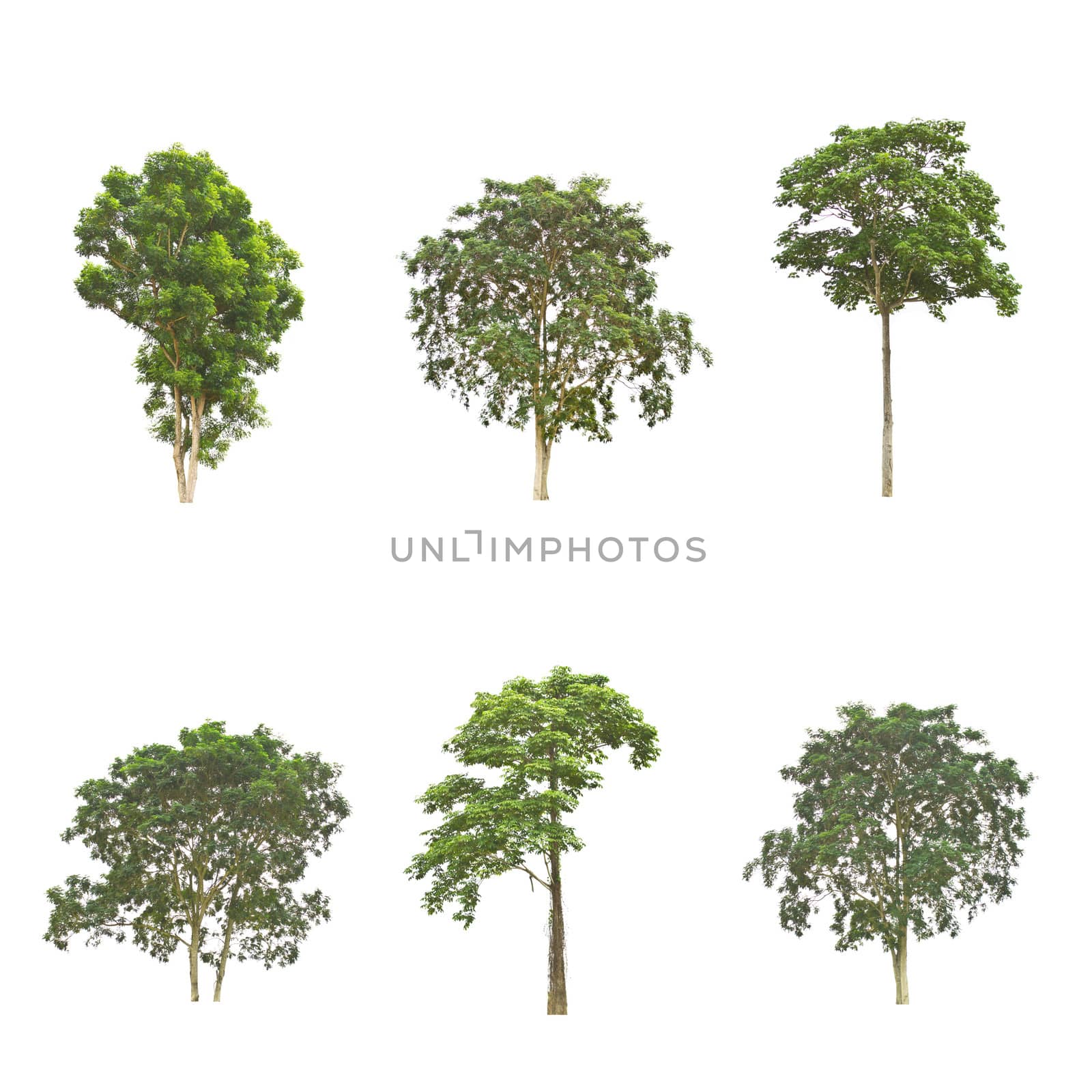 Set of trees on white background