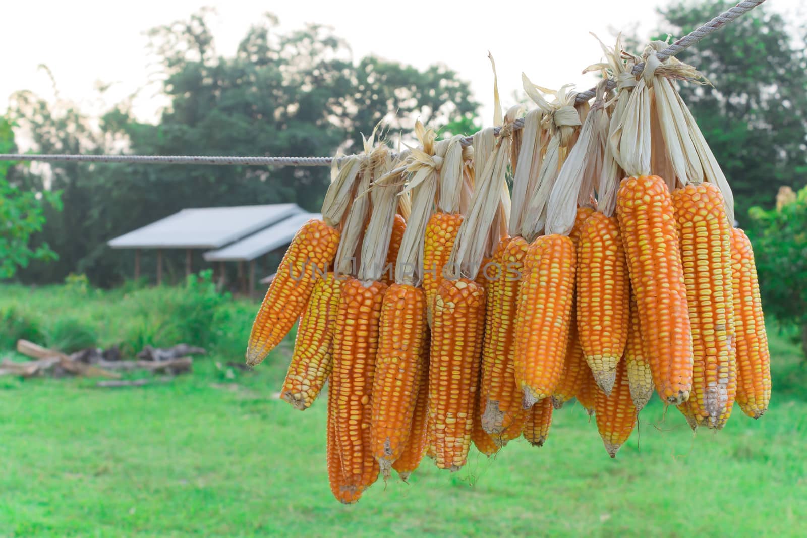 Many corn are hung on nylon rope with shed and natural background. Corn group with soft light in evening.