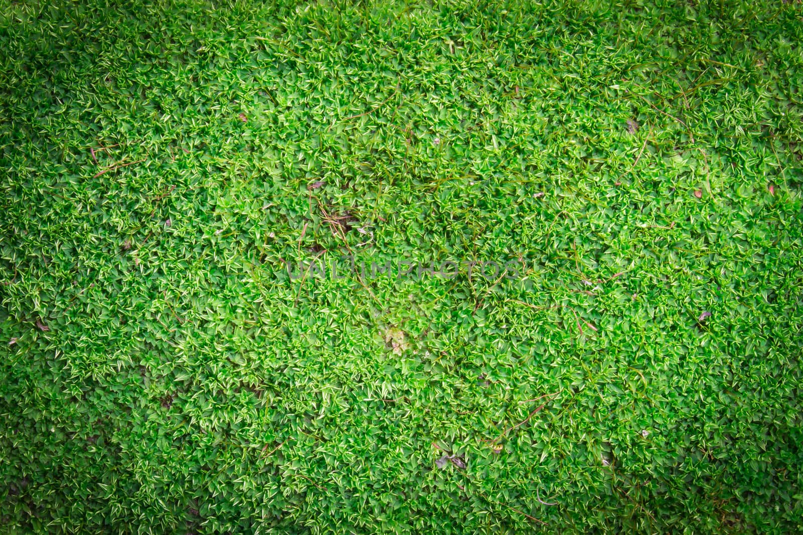 Green moss or algae background on dark corner and soft light.