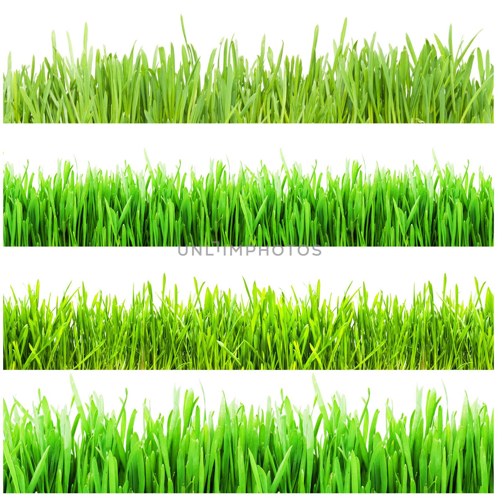 Fresh green grass isolated on white background