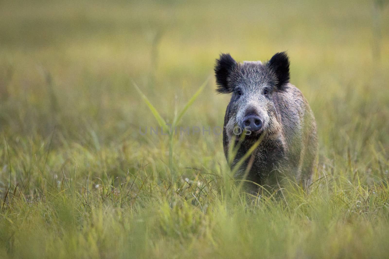 Boar in the wild, in the clearing.