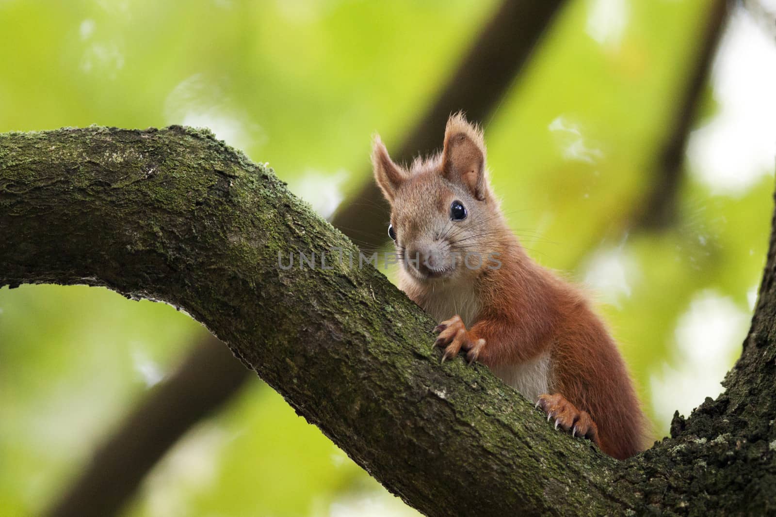 The red squirrel in the wild, in the forest.