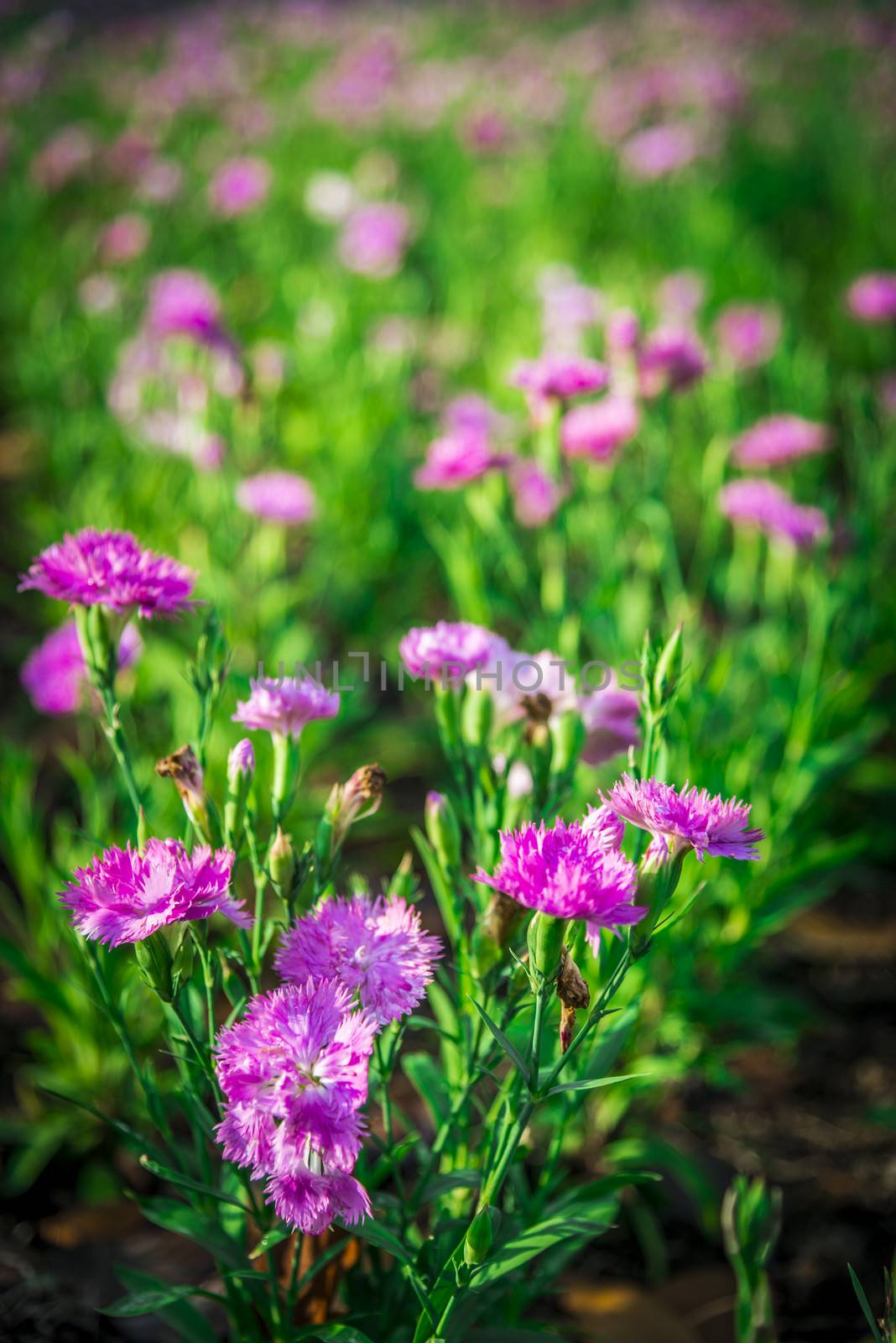Pink Dianthus flower in the garden3 by gjeerawut