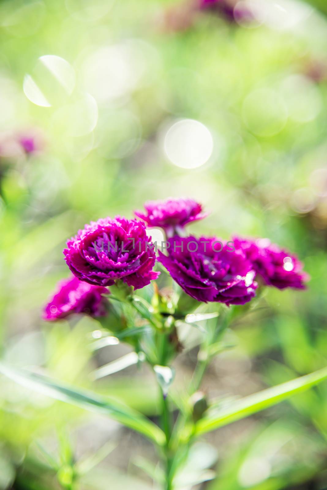 Purple Dianthus flower in the garden3 by gjeerawut
