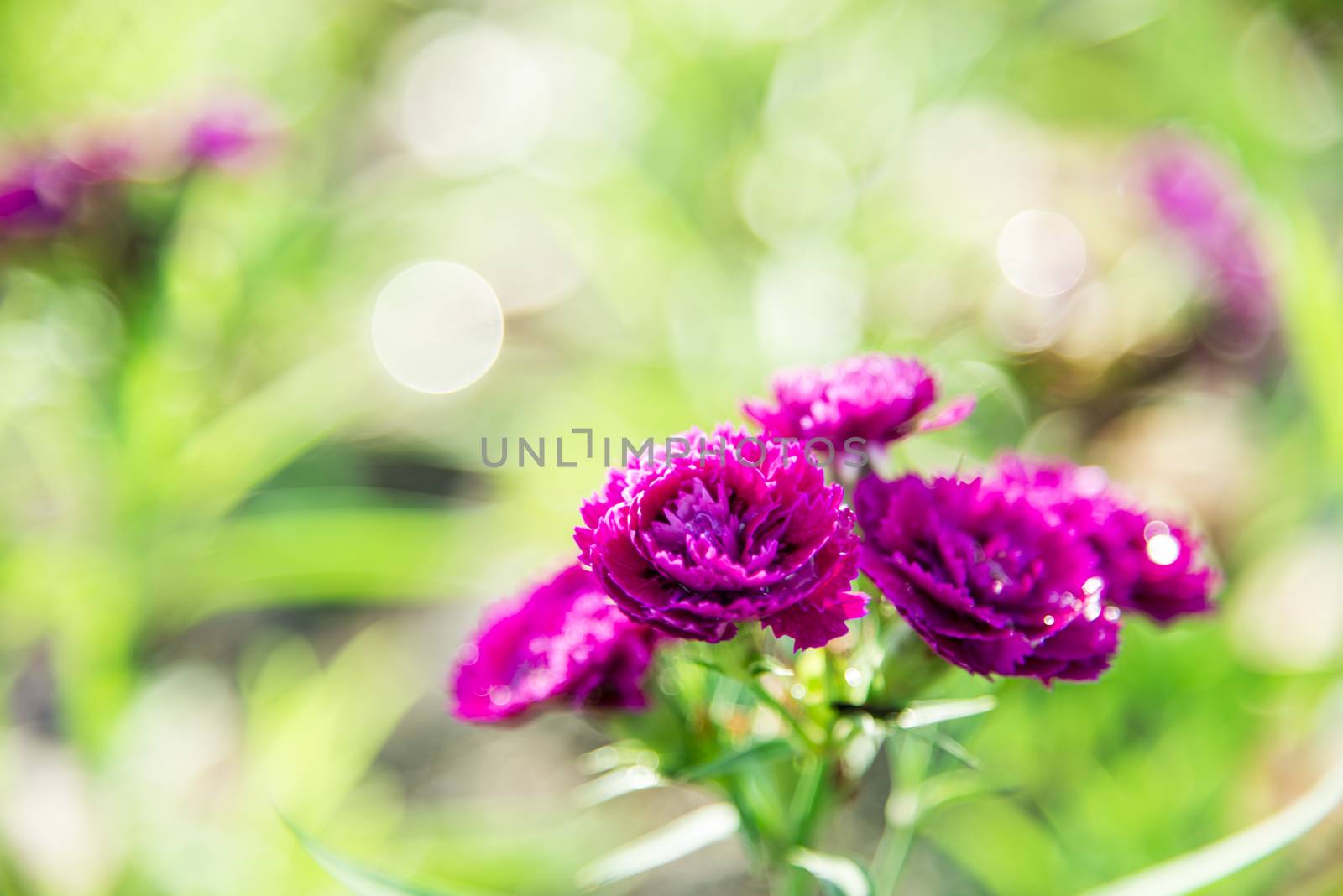 Purple Dianthus flower in the garden2 by gjeerawut