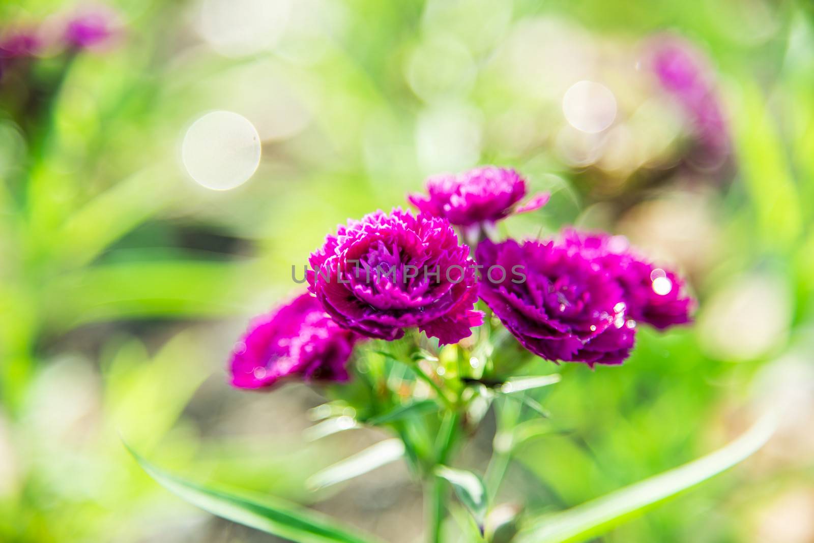 Purple Dianthus flower in the garden1 by gjeerawut