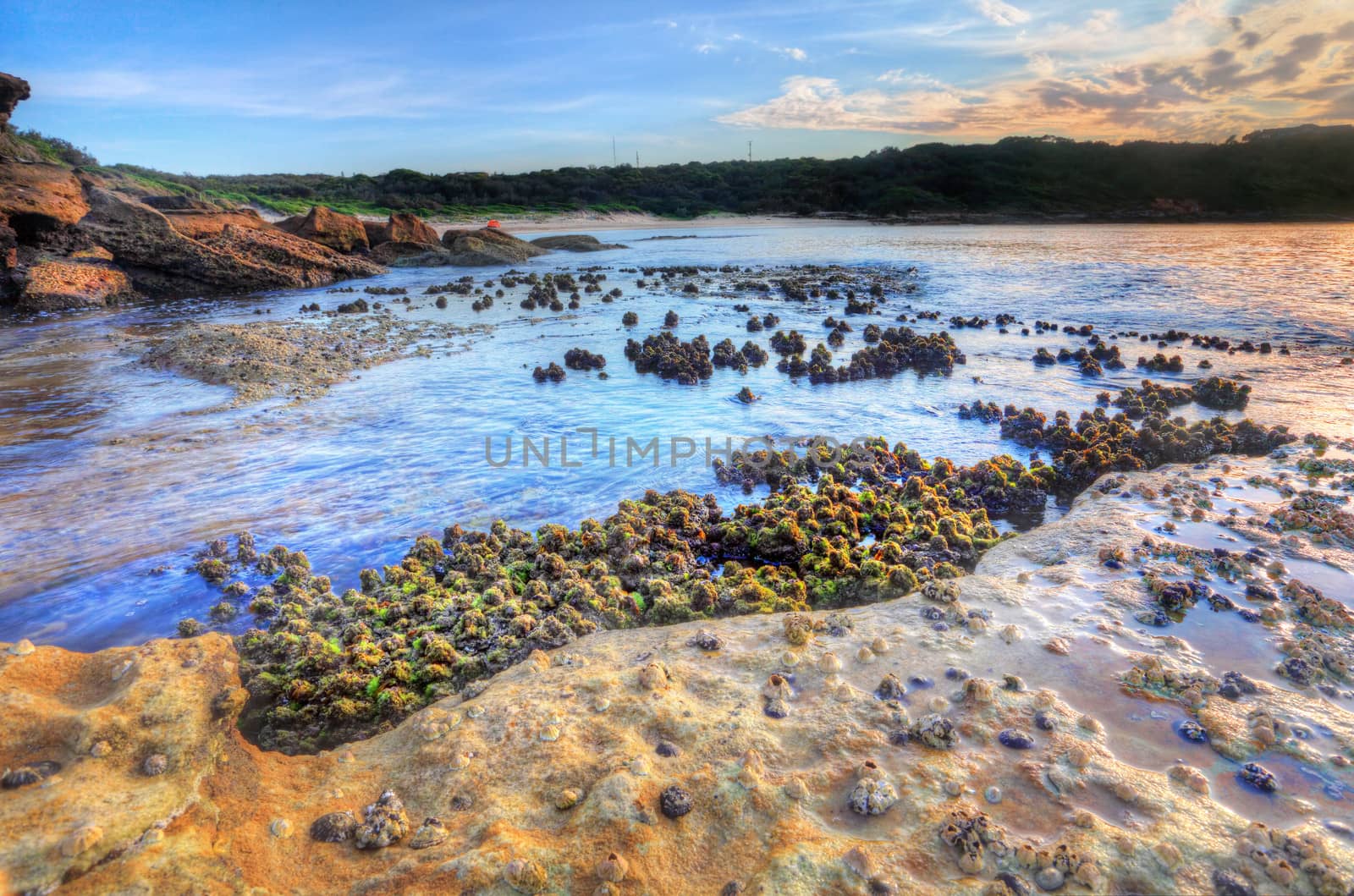 So the tide had washed out and an opportunity to photograph the cunjevoi, or sea squirts.  They are intertidal animals that attach themselves to tidal rocks and live off plankton by siphoning the sea water.  They squirt when stepped on or disturbed  Focus to foreground