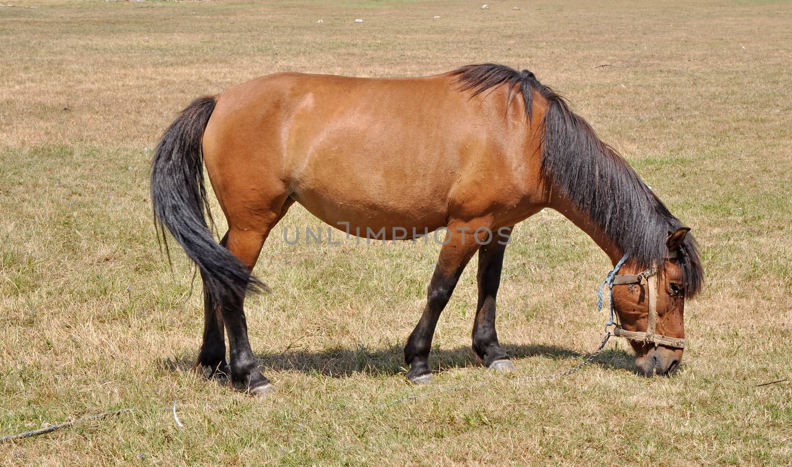 Brown horse on a meadow by anderm