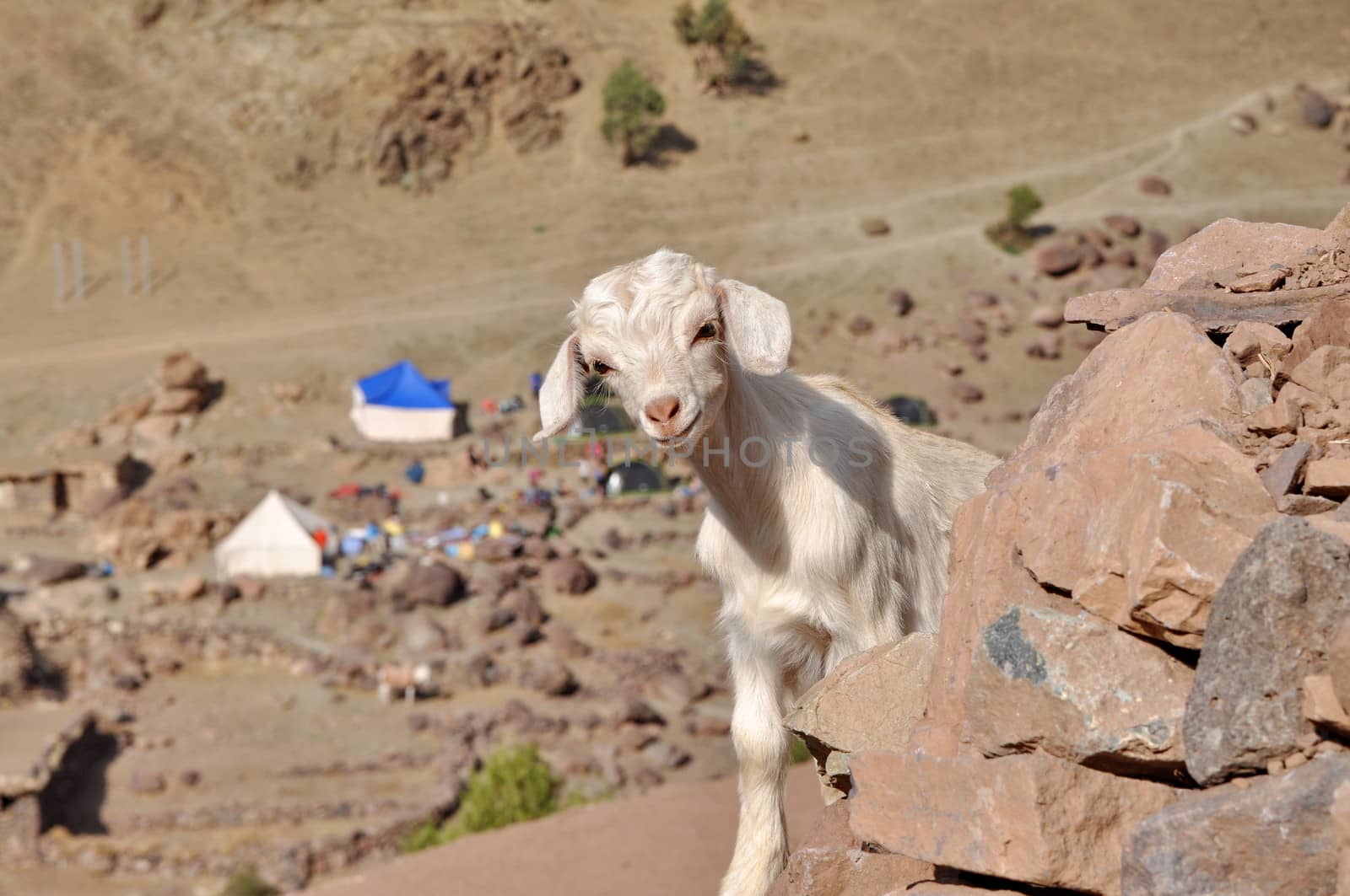 Young white goat looking in to the camera