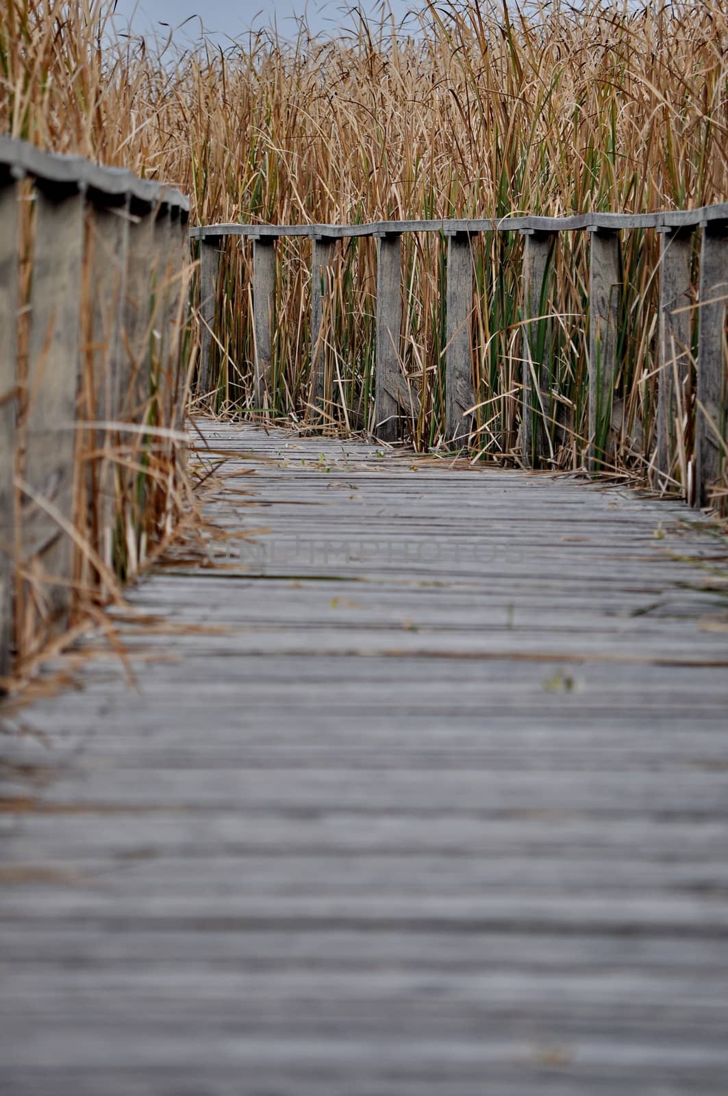 Path covered by wood by anderm