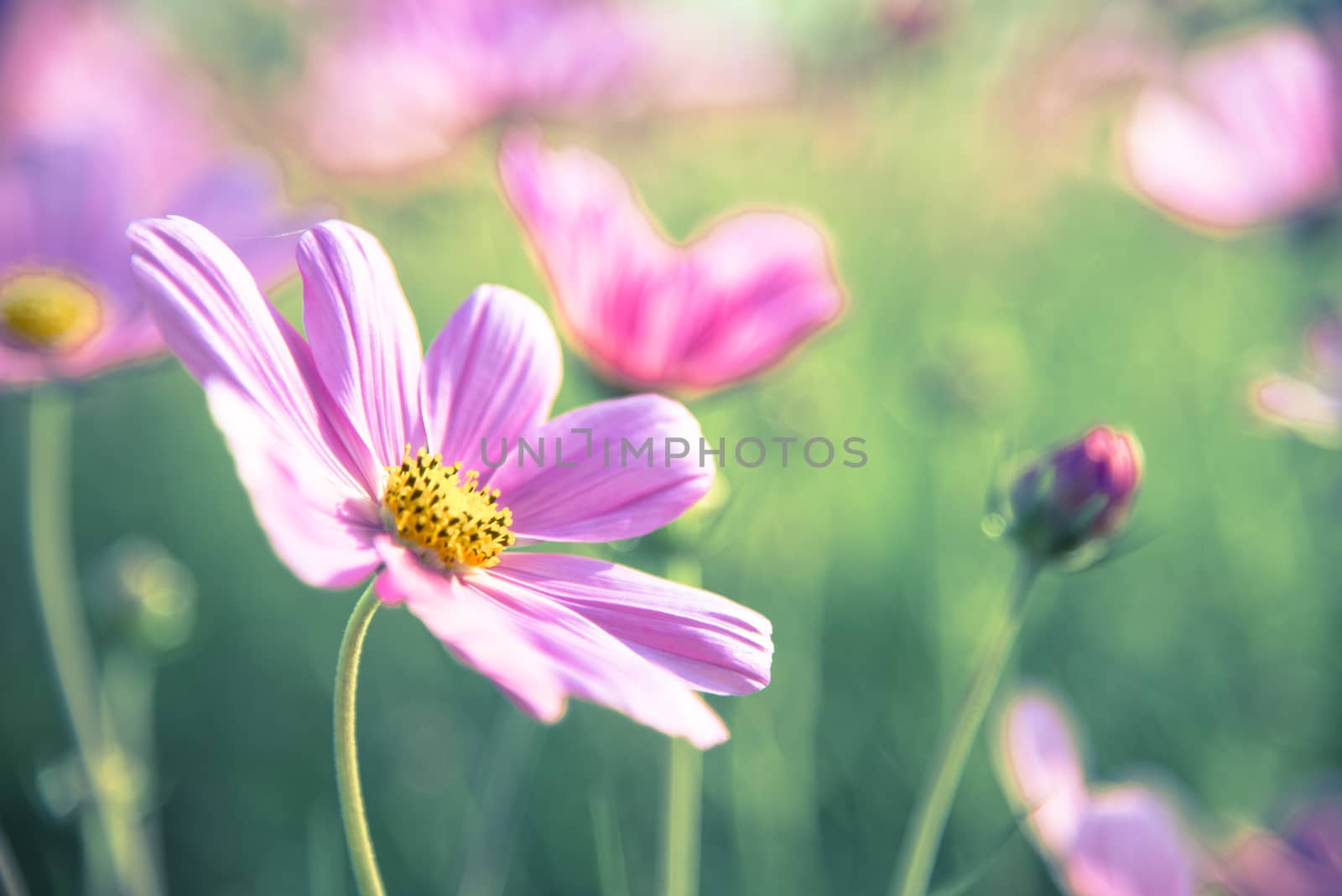 Purple cosmos flower in the garden8