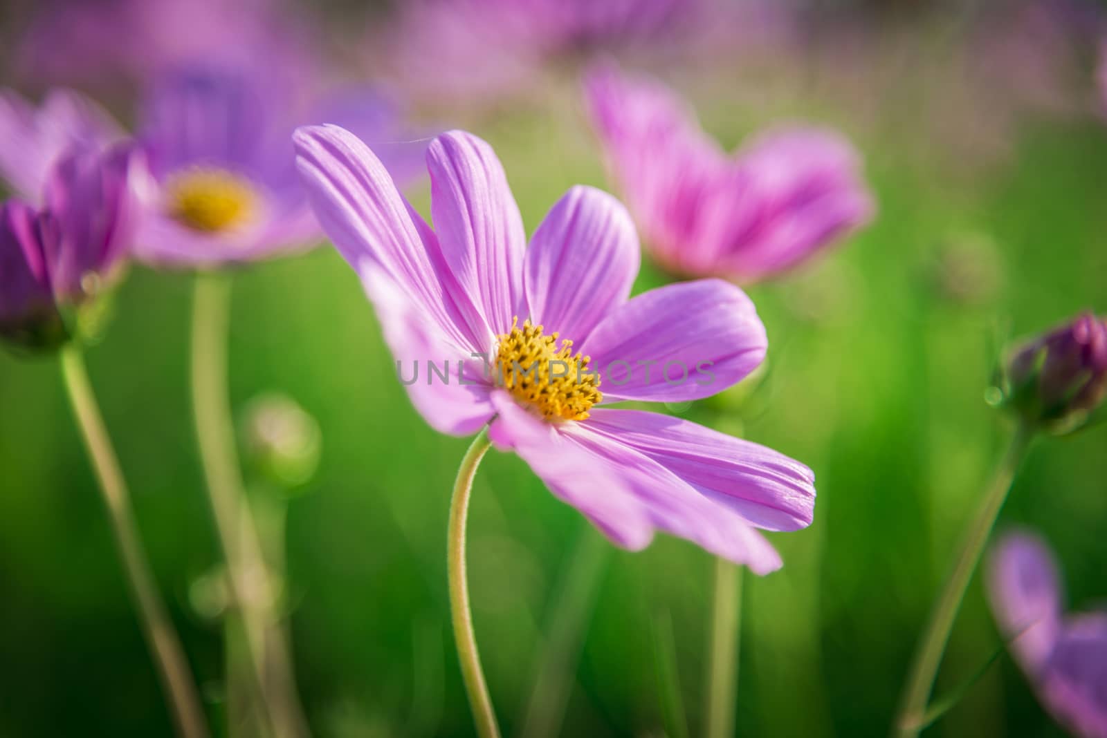 Purple cosmos flower in the garden6