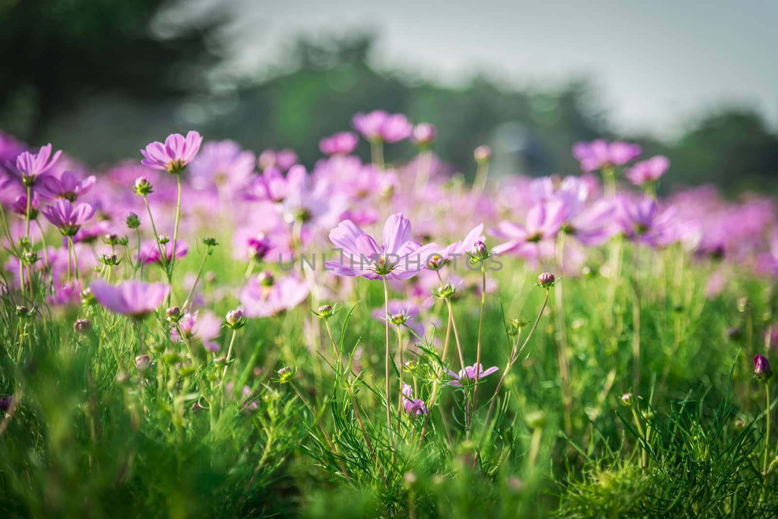 Purple cosmos flower in the garden1 by gjeerawut