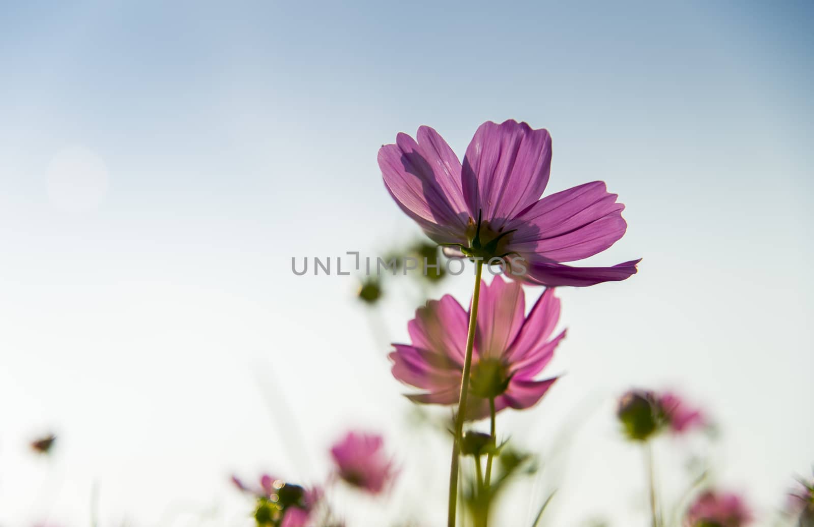 Pink cosmos flower in with blue sky5