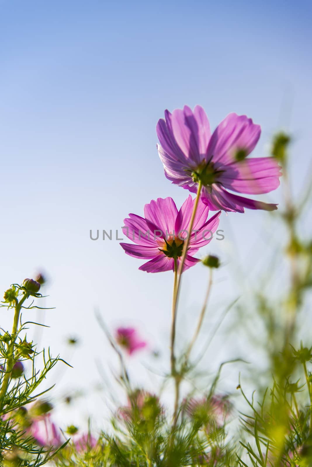 Pink cosmos flower in with blue sky4 by gjeerawut