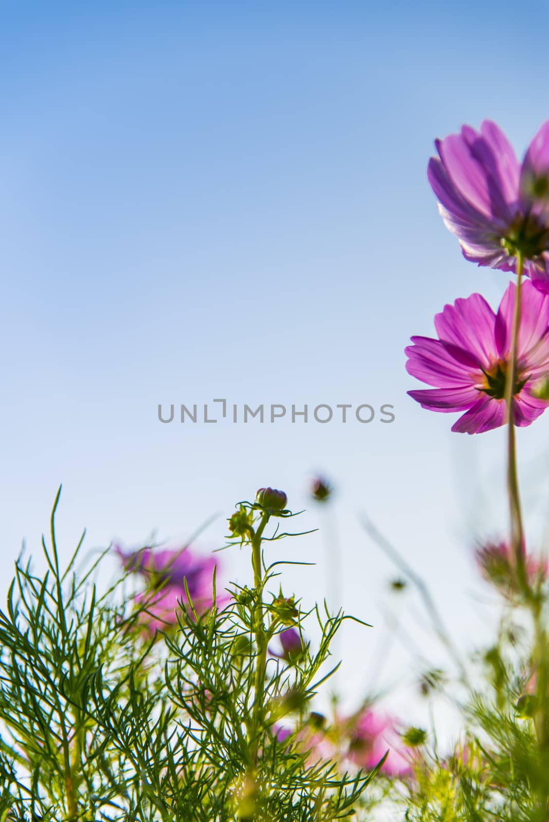 Pink cosmos flower in with blue sky2
