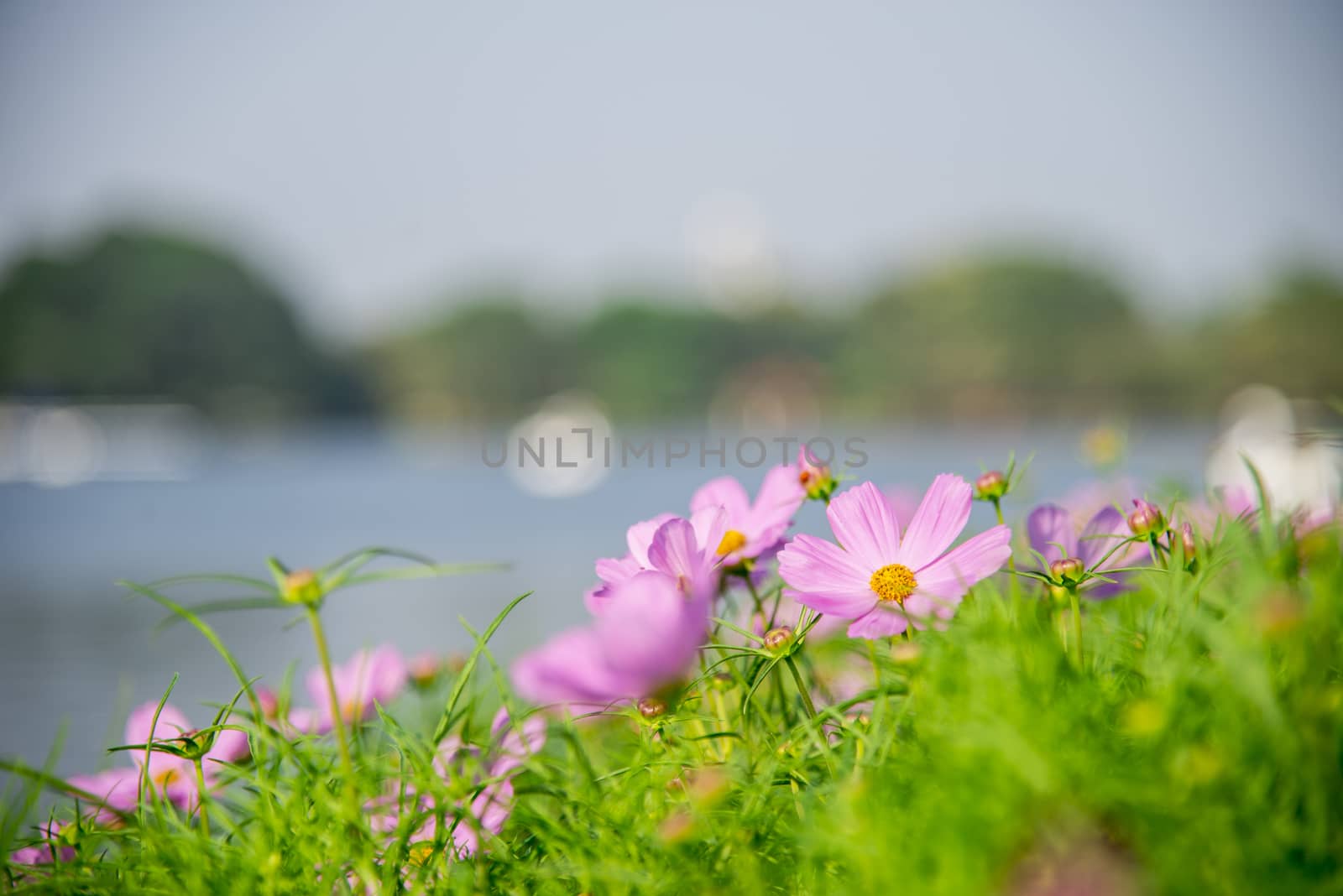 Purple cosmos flower in the park2 by gjeerawut
