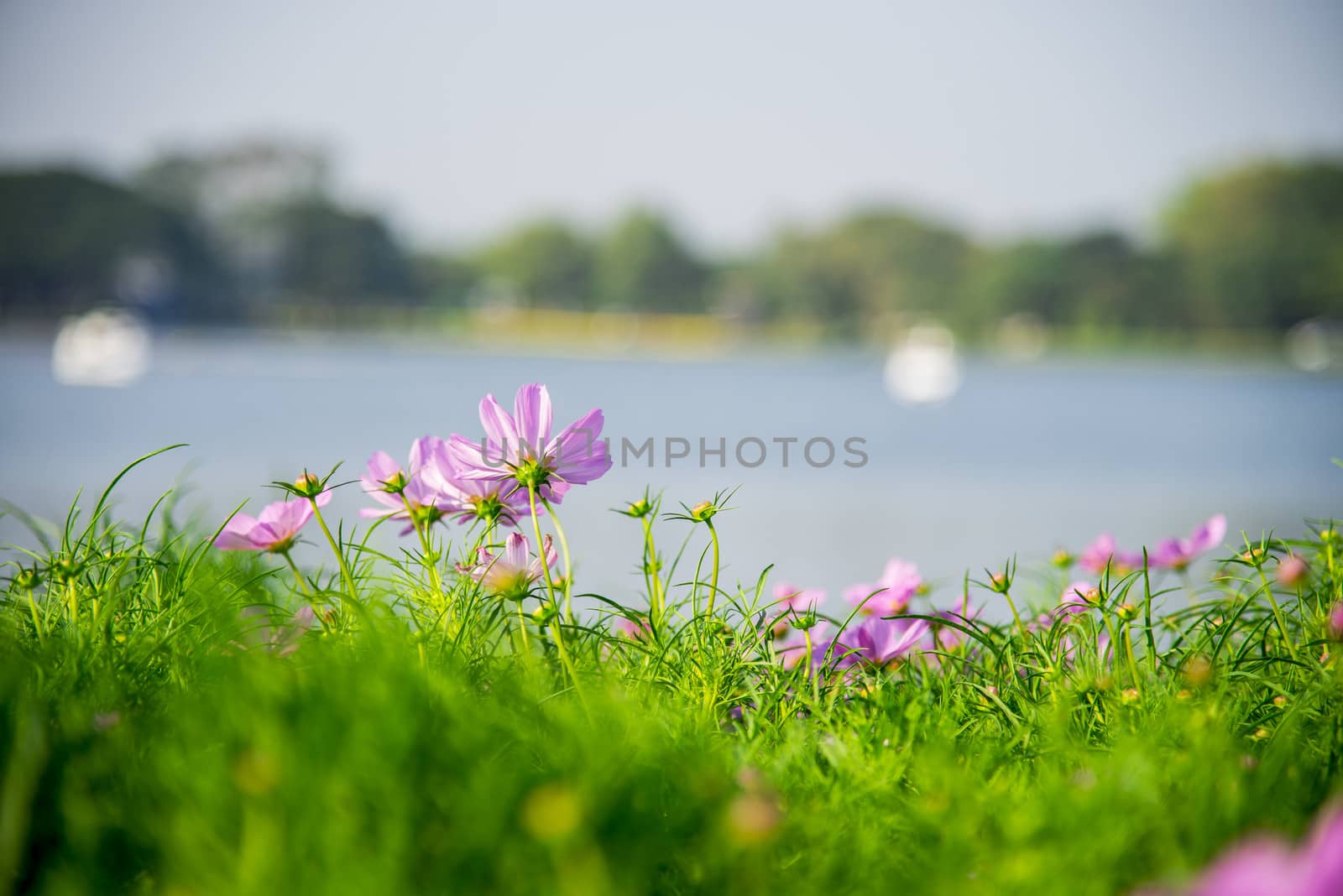 Purple cosmos flower in the park1
