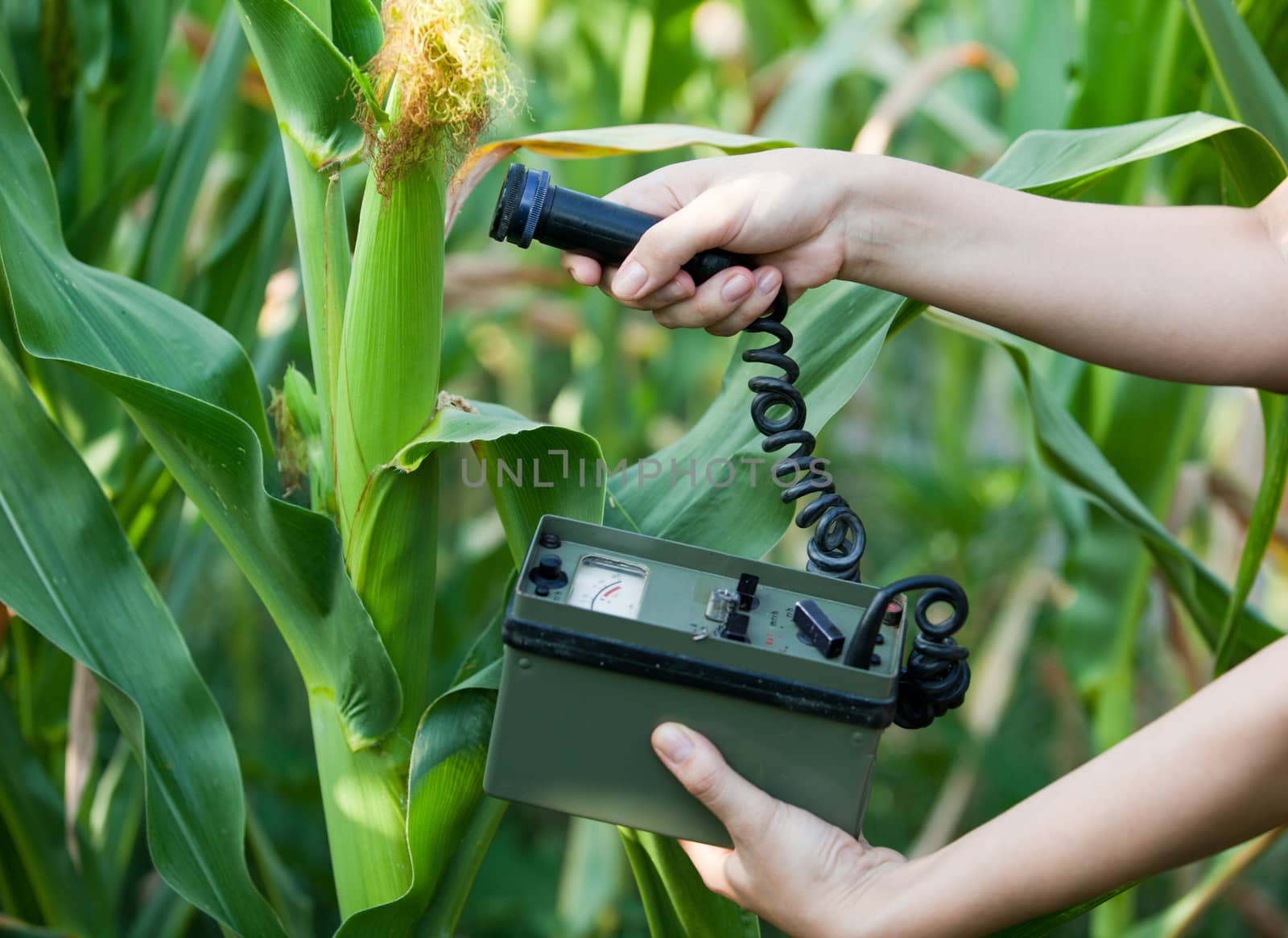 Measuring radiation levels of maize