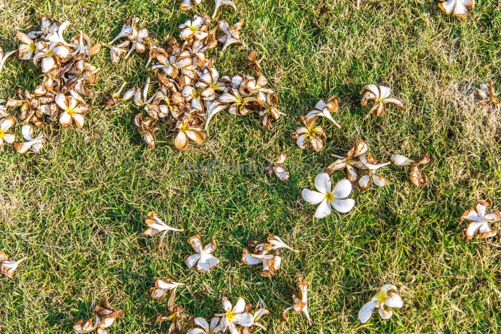 White plumeria flower on the grass2